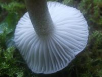 Schwarzpunktierter Schneckling